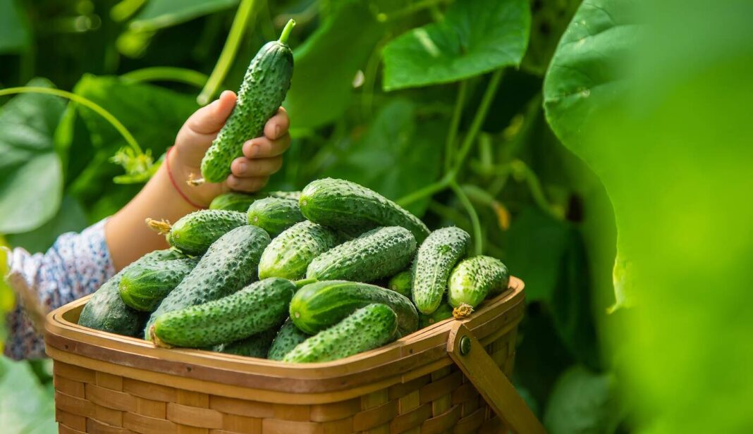 Bananų žievės agurkams – natūrali trąša, kuri skatina gausų ir sveiką derlių