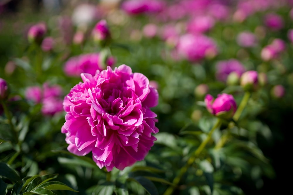 Bijūnų žiedai arbatai – natūralus liaudiškas vaistas nuo streso ir nemigos