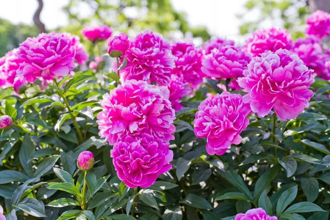 Bijūnų žiedai nuovirui – naudojami liaudies medicinoje nervų sistemai stiprinti