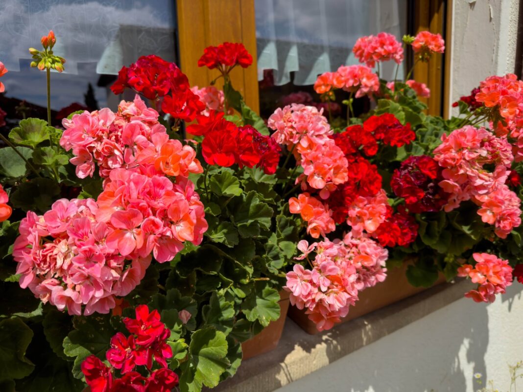 Bikarbonatas gėlėms skatina ryškų pelargonijų žydėjimą