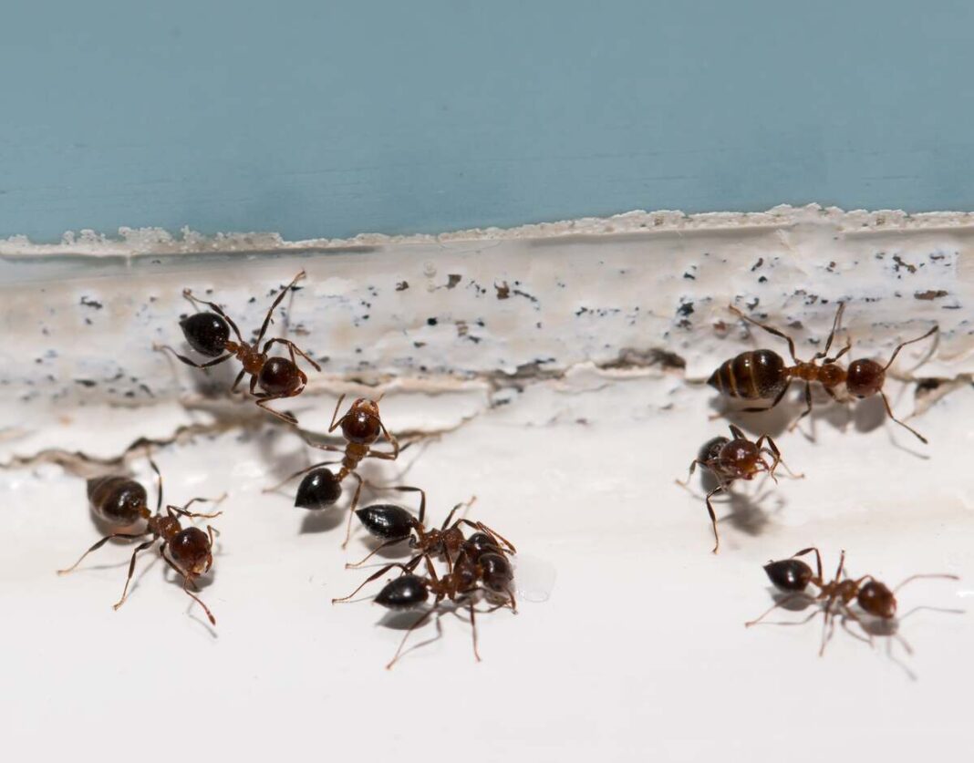 Bros nuo skruzdėlių – skruzdėlės ant lango krašto