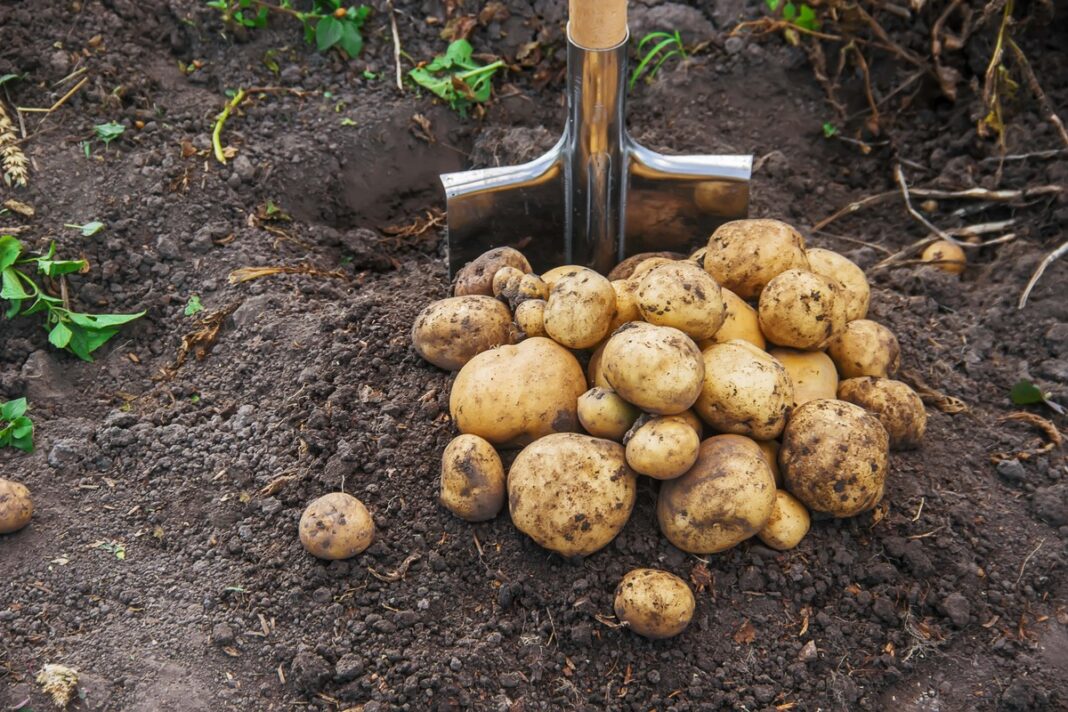 Ankstyvos bulvės šiltnamyje – ką tik nukastos, dar pilnos žemės