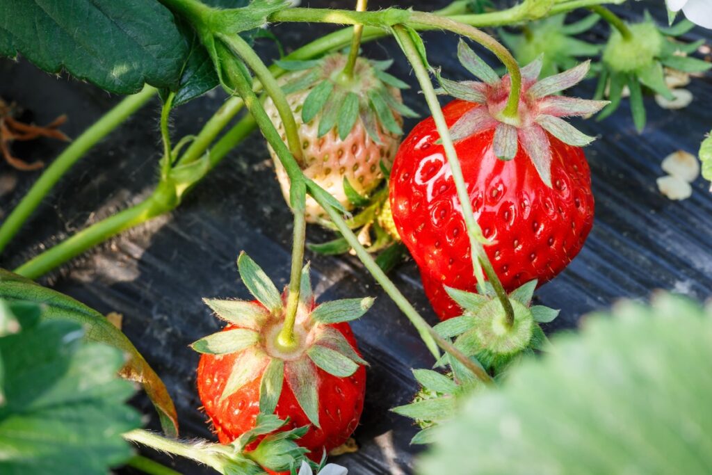 Dolomitmilčiai braškėms – saugo nuo puvinio ir stiprina šaknis