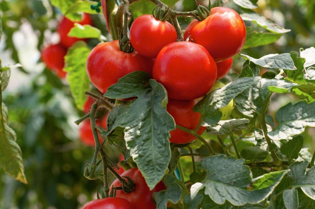 Fermentuota žuvies trąša pomidorams – stambūs ir vešlūs vaisiai ant stiprių stiebų