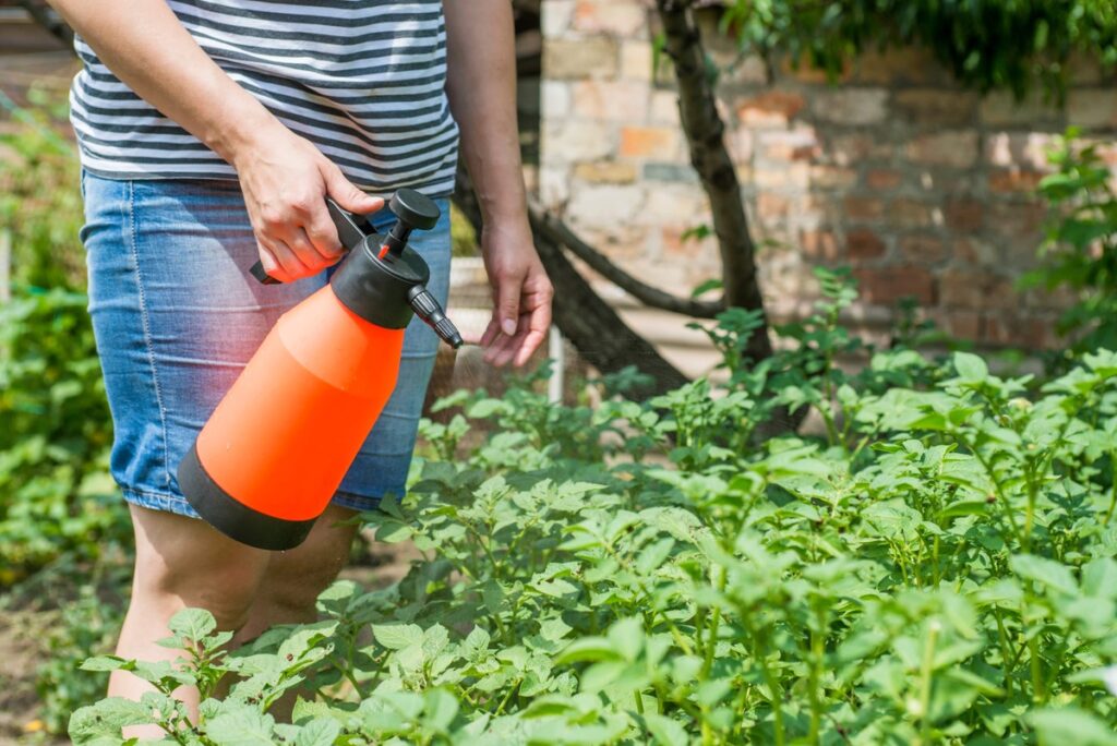 Fermentuotas purškiklis nuo amarų – natūralus purškimas augaluose sode
