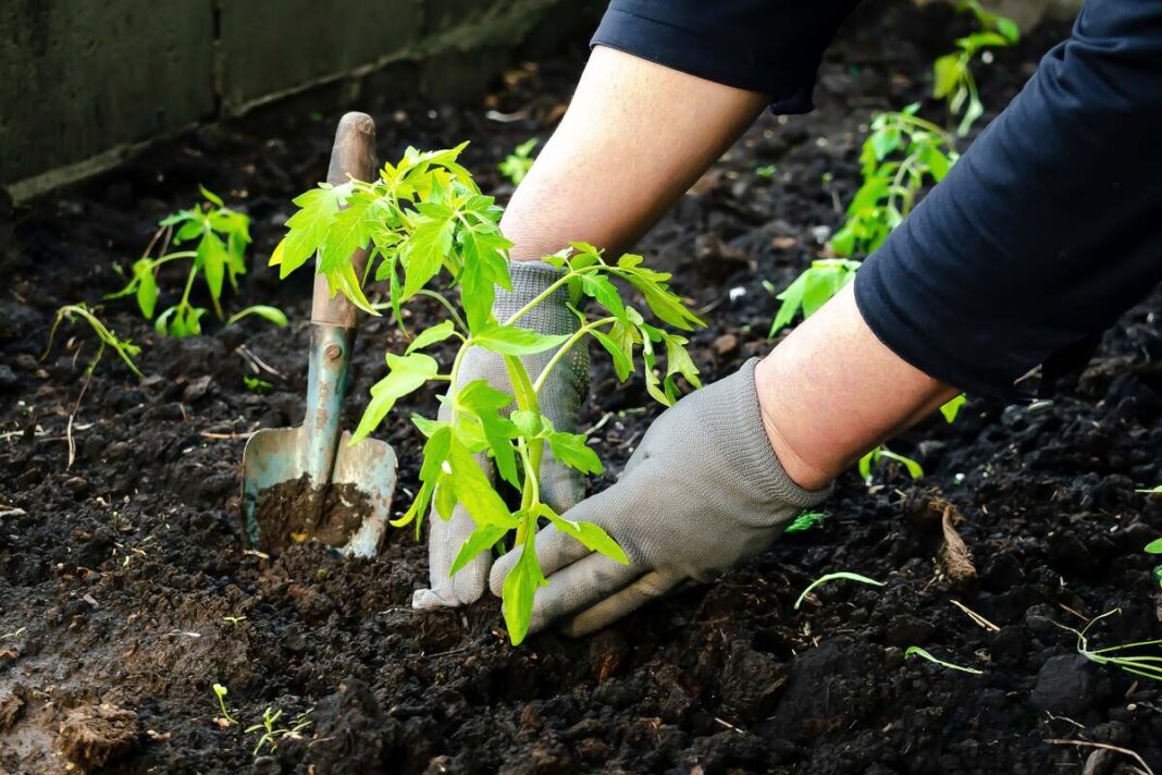 Garstyčių milteliai pomidorams sodinimo metu, gerinant dirvos kokybę