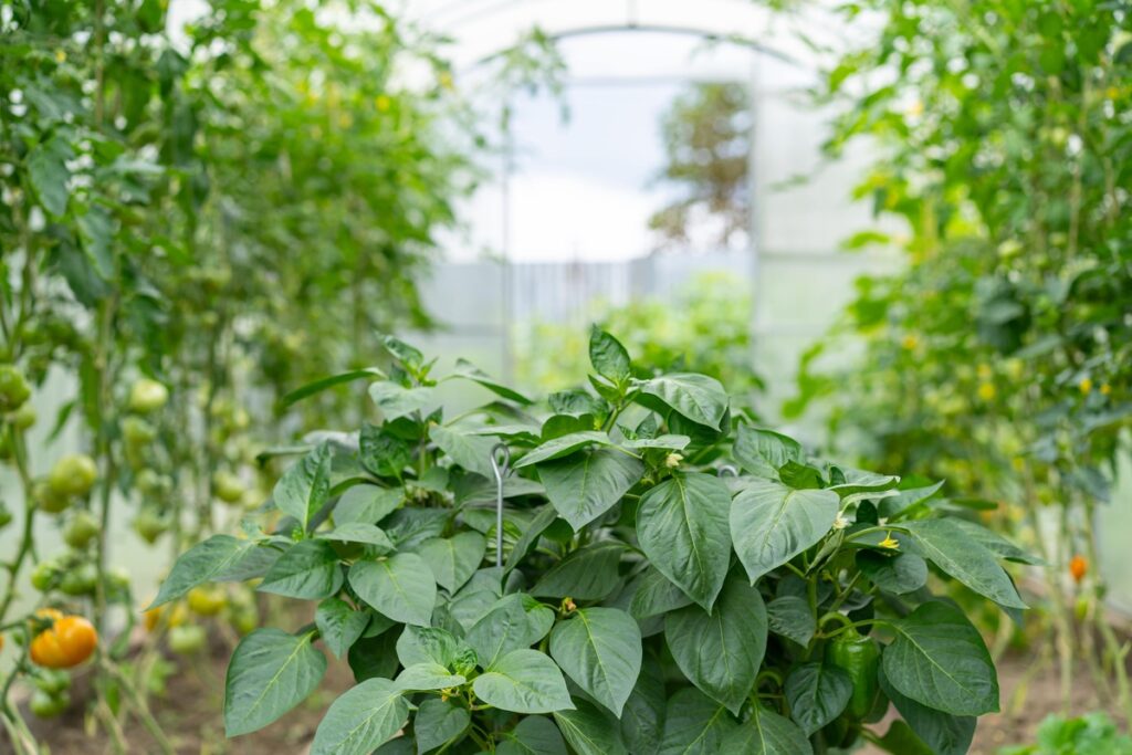Garstyčių milteliai pomidorams ir paprikoms padeda augti sveikiems ir stipriems šiltnamio augalams