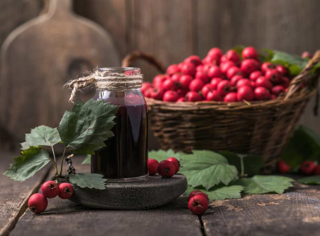 gudobelių užpilas cholesteroliui iš lapų ir uogų – natūrali pagalba kraujui ir širdžiai