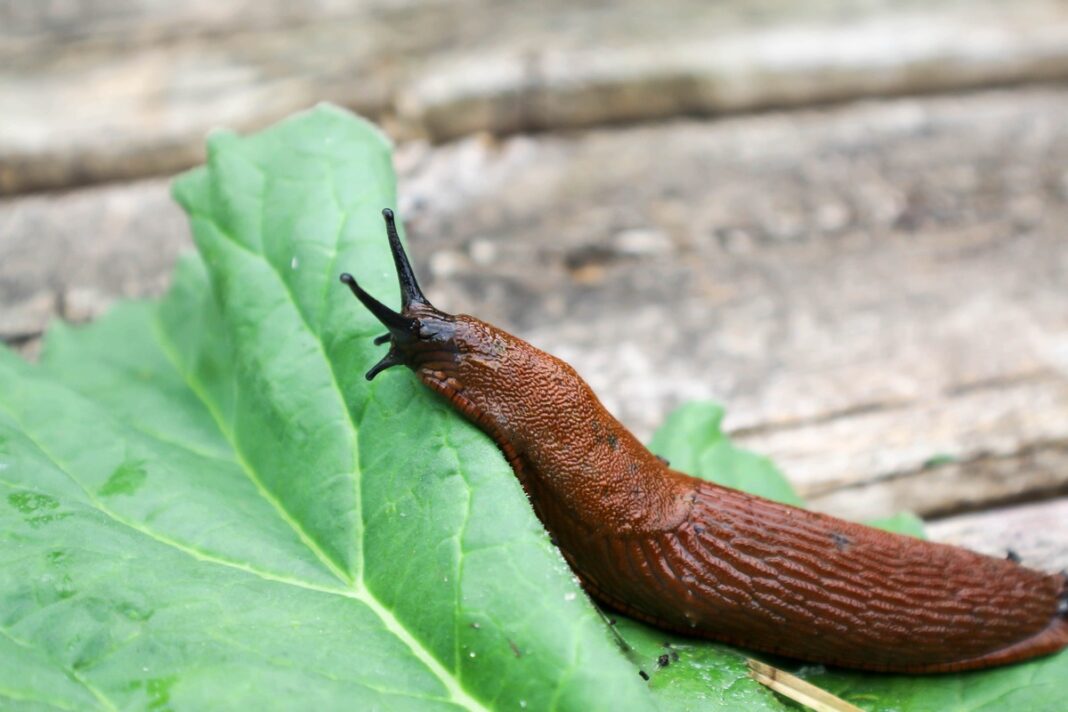 Invaziniai šliužai ant salotos lapo – daržo priešai iš arti