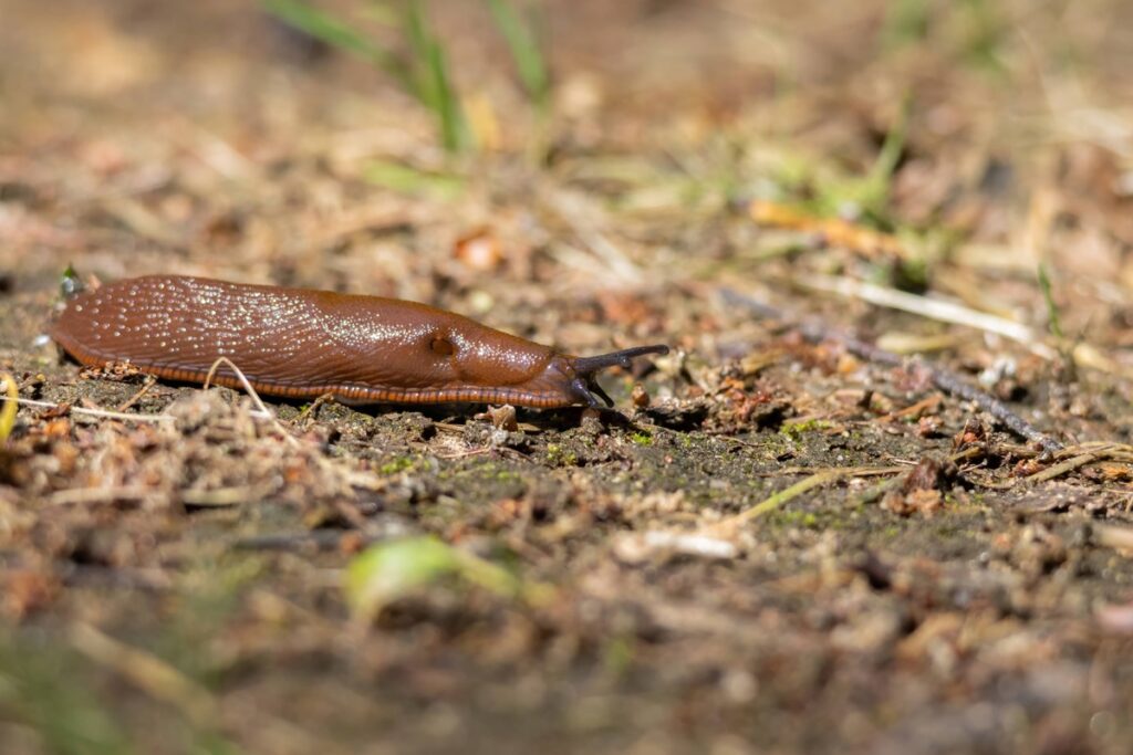 Invaziniai šliužai ant dirvos darže – pavojus daržovių šaknims
