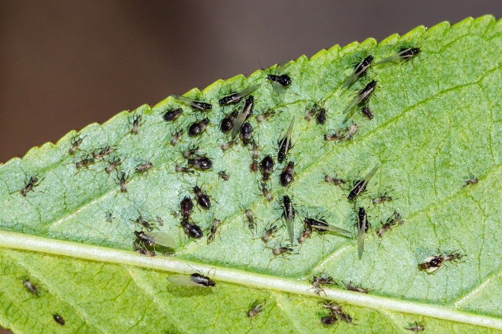 Juodi amarai ant žalio lapo iš arti – aiškiai matomi vabzdžiai.