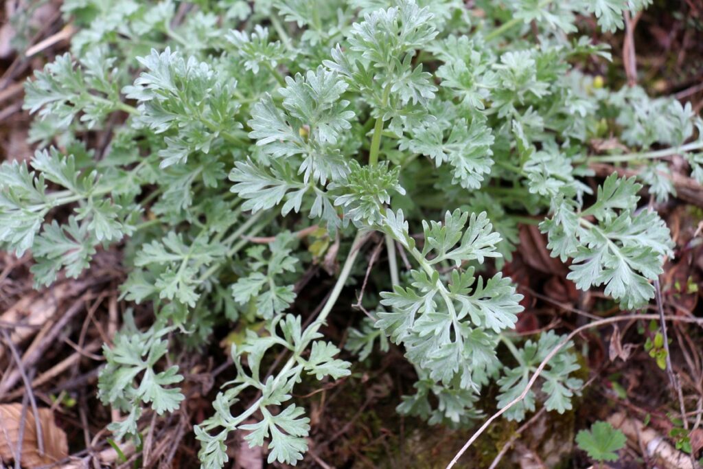 Laukinis pelynas natūralioje aplinkoje – kaip vartoti pelyną, kad poveikis būtų tikslus.