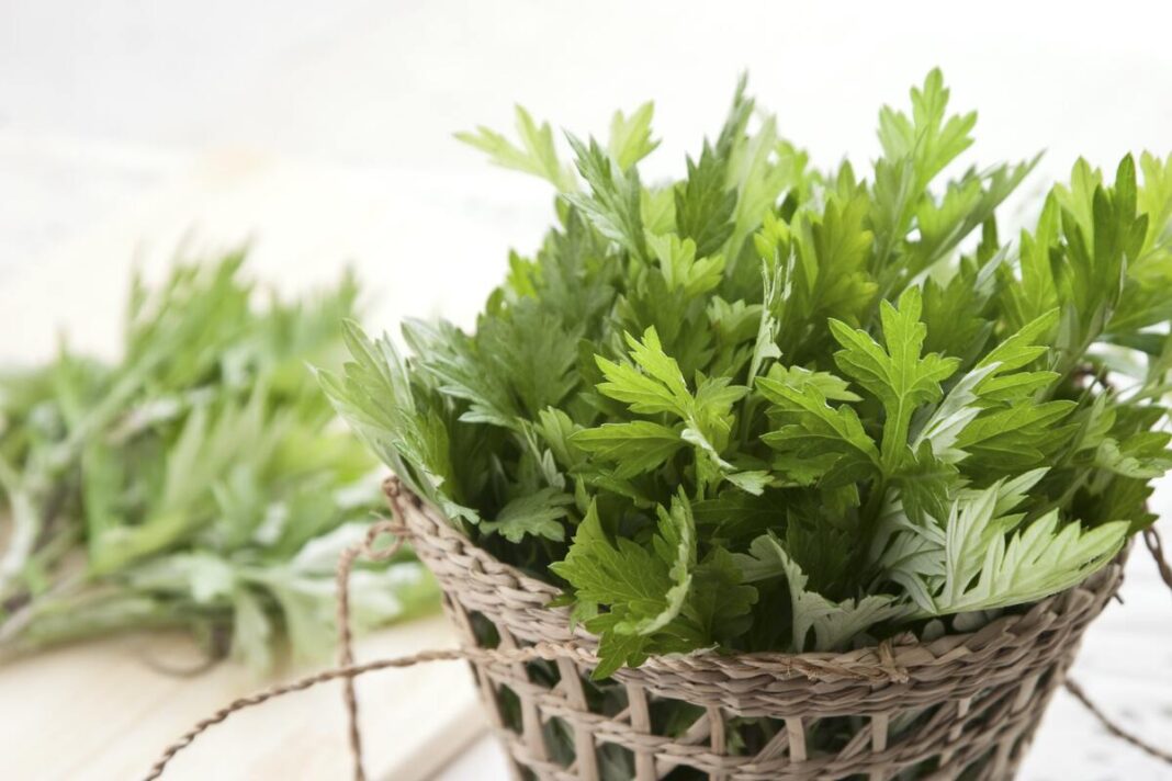 Šviežiai surinktas pelynas krepšyje – kaip vartoti pelyną, kad jis tikrai padėtų.