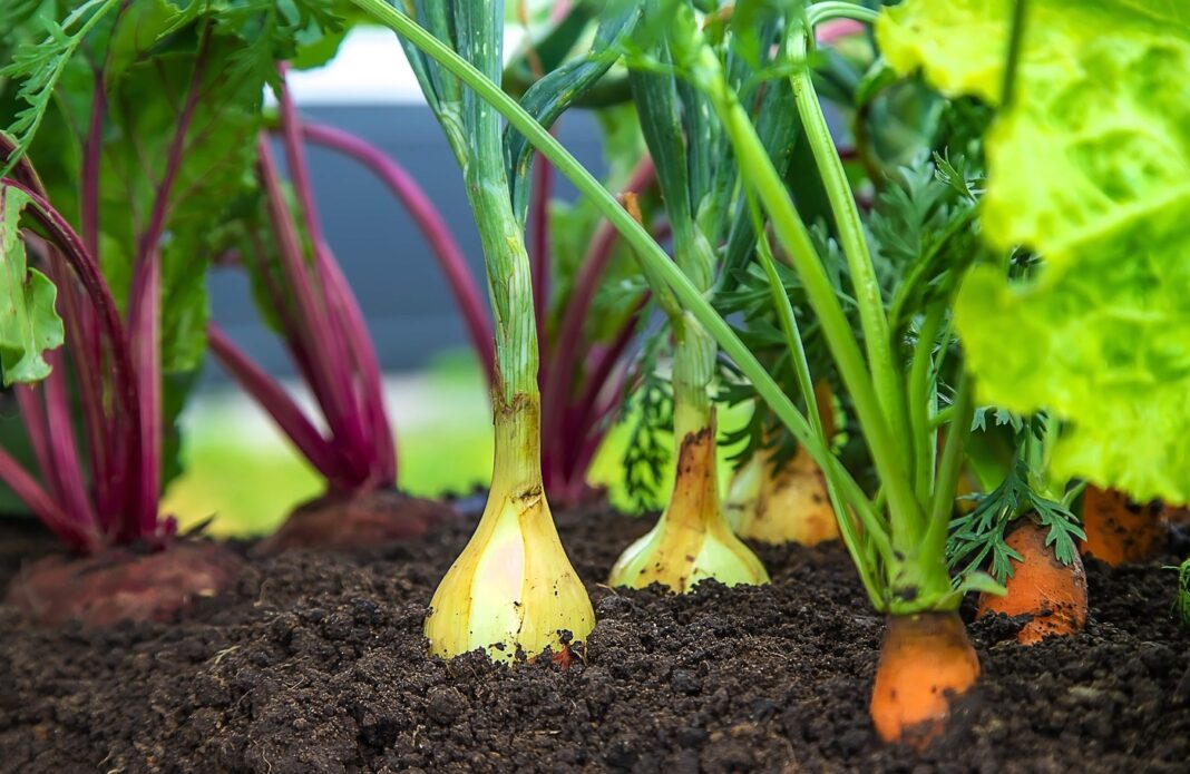 Kefyras daržovių šaknims skatina stiprių šaknų formavimąsi ir gausų derlių