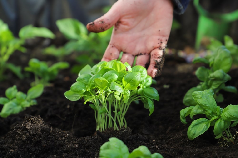 Kefyras daržovių šaknims padeda daigams įsišaknyti ir augti stipresniems