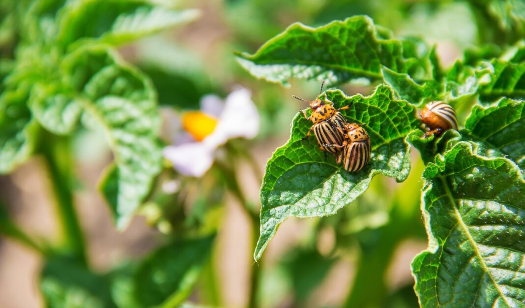Kolorado vabalų naikinimas būtinas – kenkėjai sparčiai dauginasi bulvių lauke