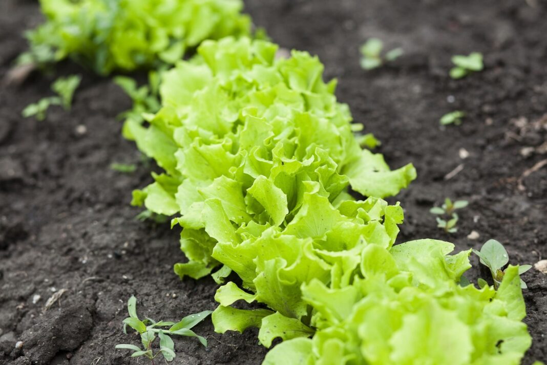 Mielių tirpalas salotoms – purios lysvėse augančios salotos po natūralaus tręšimo