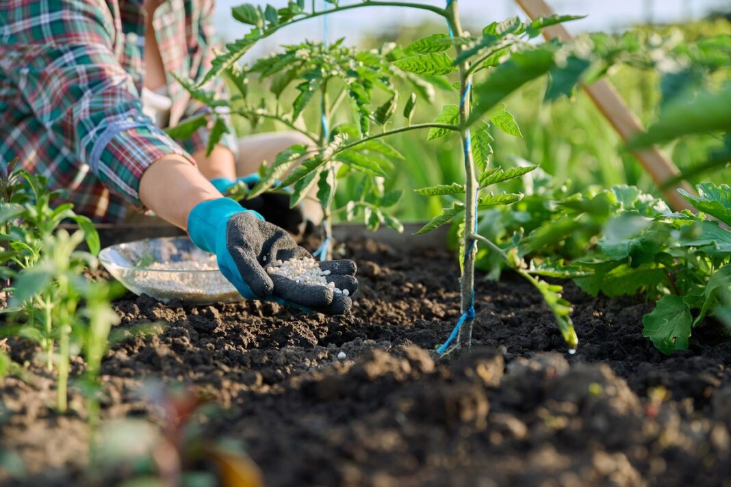 Milteliai pomidorams nuo juodligės tręšimui