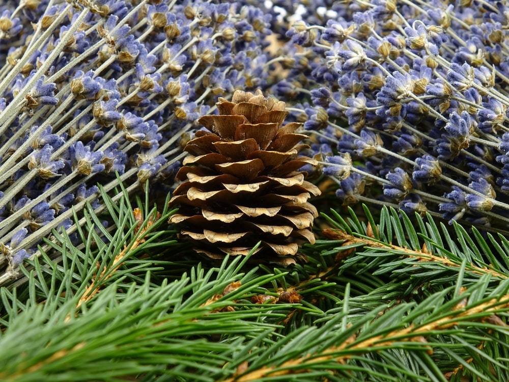 Nuoviras nuo nugaros skausmo – natūralūs ingredientai: pušų spygliai, levandos ir kankorėžis, naudojami šildančiam nuovirui.