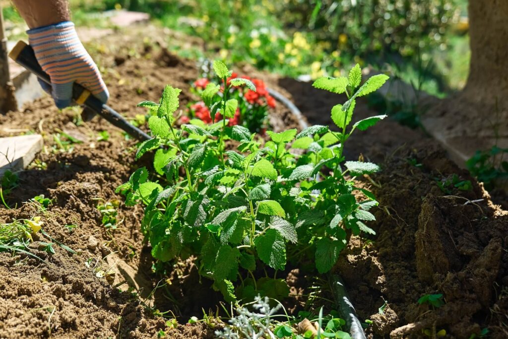 Pelenai ir kava lysvėms – natūrali trąša, gerinanti augalų augimą