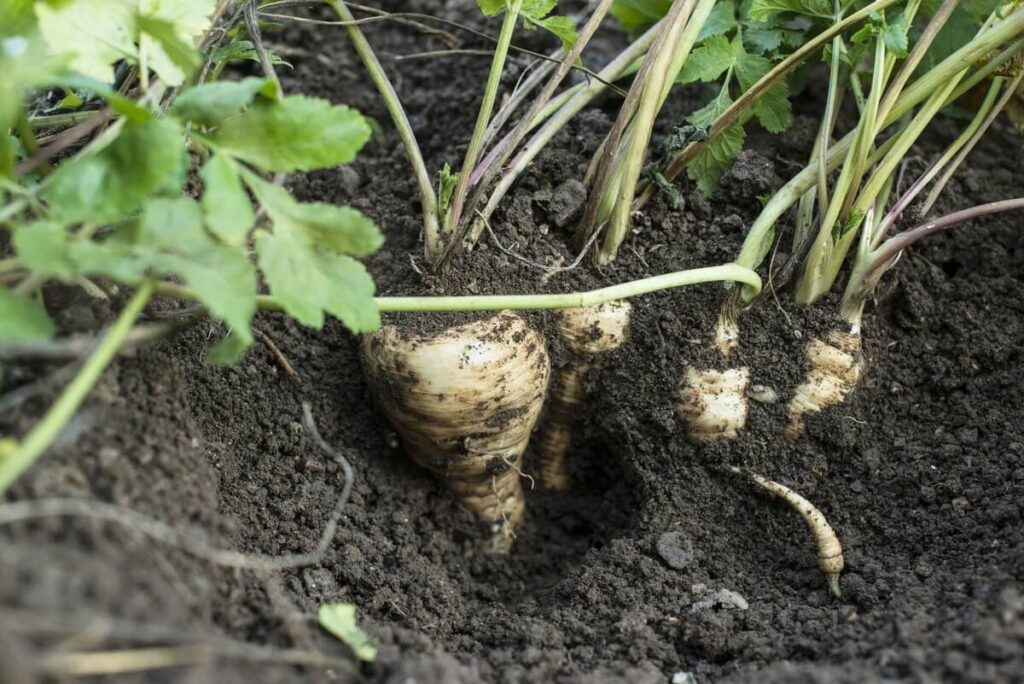 Petražolių šaknų nuoviras gaminamas iš šviežių, žemėje augusių šaknų
