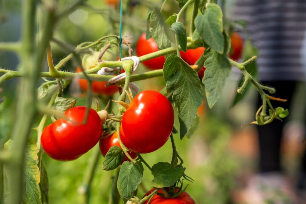 Pomidorai kaip iš parduotuvės sunokę šiltnamyje ant stiprių stiebų