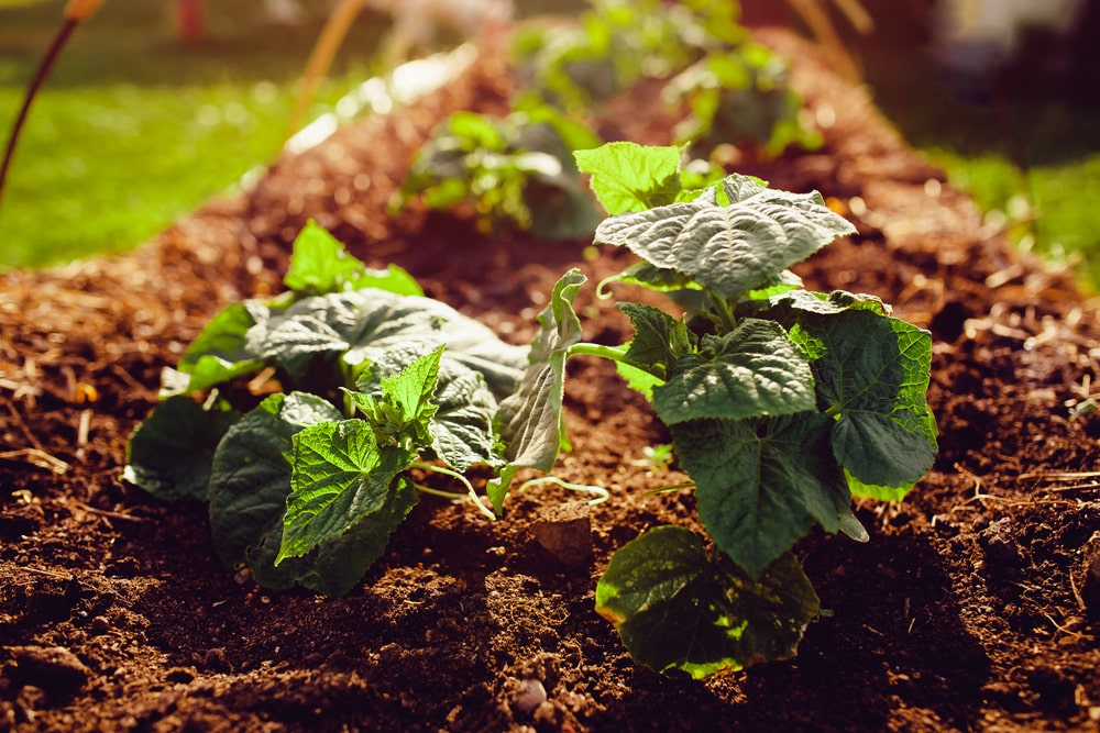 Prastai auga agurkai – svarbios priežiūros klaidos