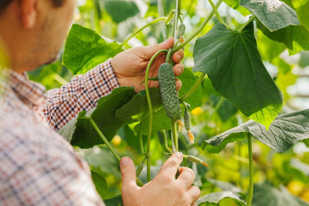 Jei prastai auga agurkai šiltnamyje – štai kaip jie atrodo