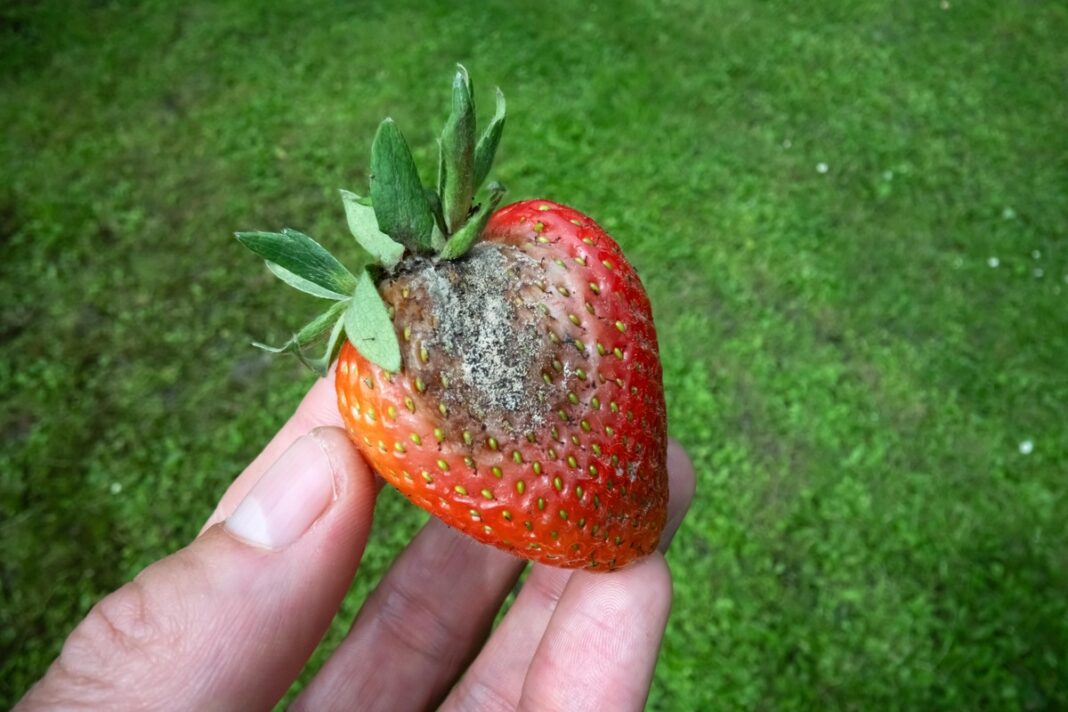 Puvinys braškėse laikant uogą rankoje iš arti