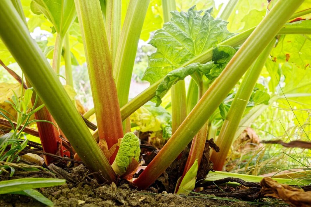 Rabarbarų galia – sodriai augantys rabarbarai sodyboje, sveikatai palanki augalų jėga