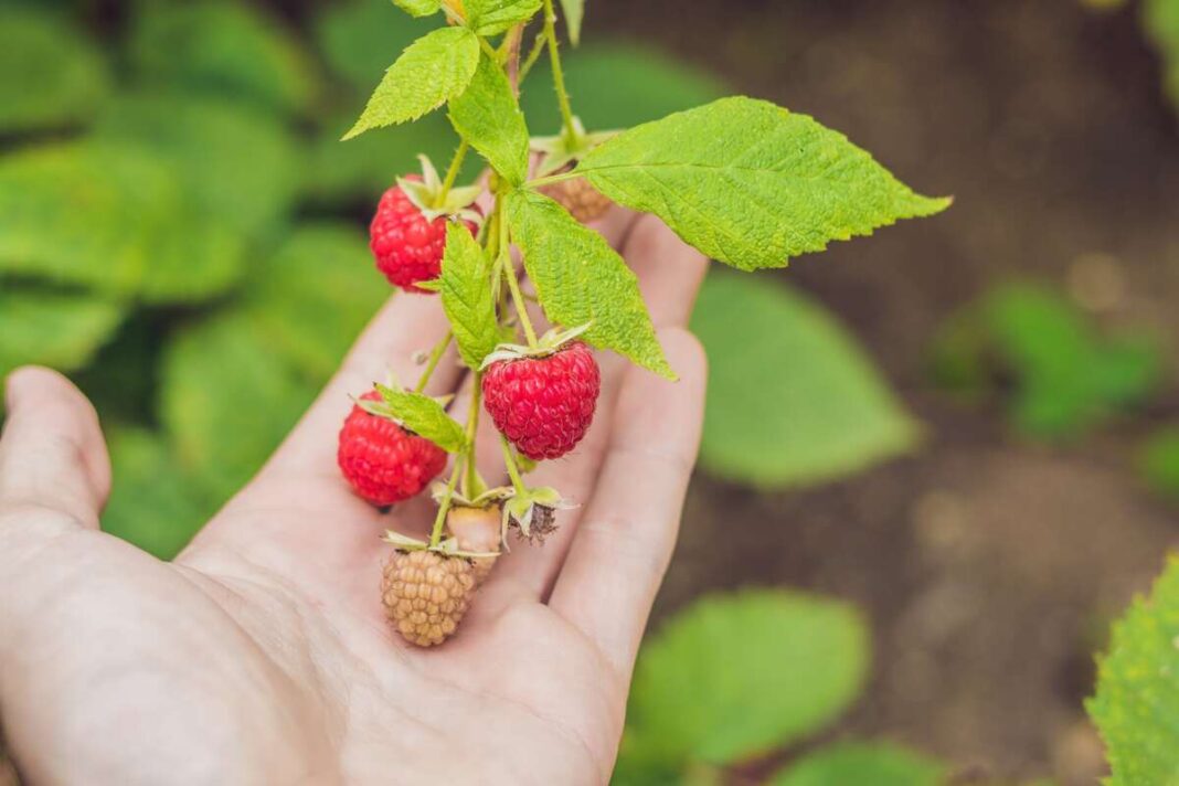 Ruginės duonos raugas avietėms – natūralus būdas apsaugoti uogas nuo kenkėjų