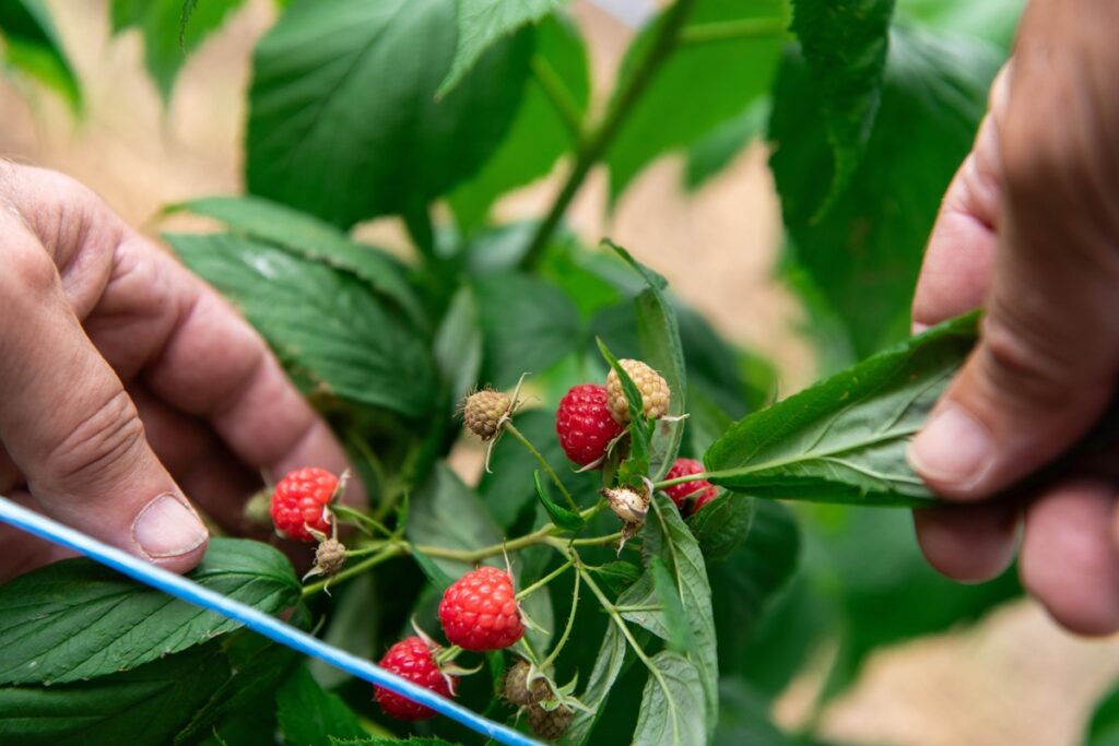 Aviečių krūmas prižiūrimas natūraliomis priemonėmis nuo kenkėjų
