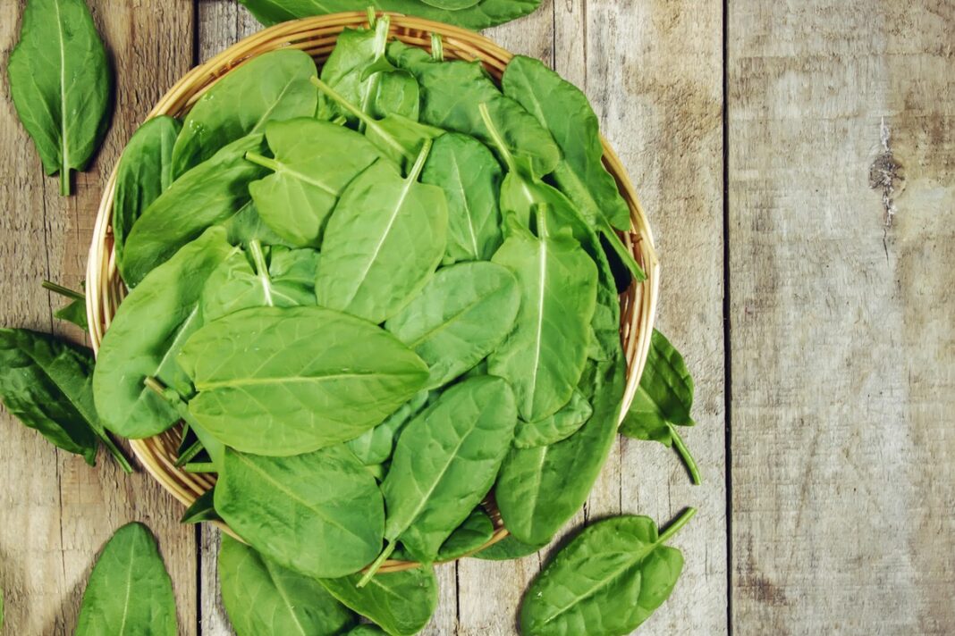 Rūgštynės ir jų nauda sveikatai – švieži lapai krepšyje