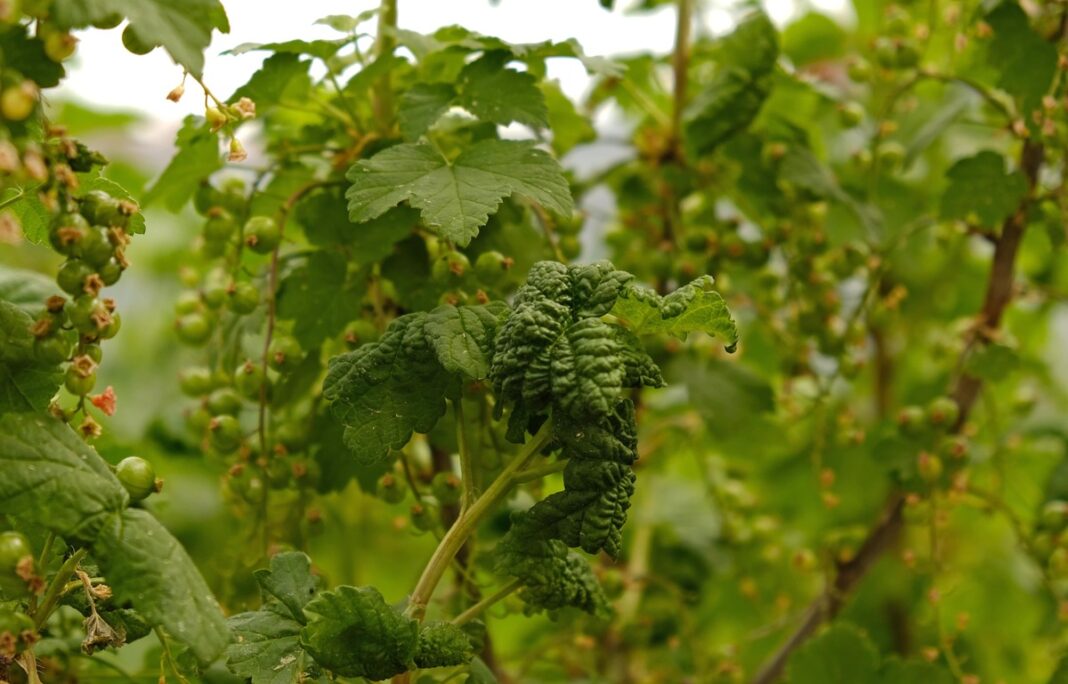 Serbentus puola parazitai – pažeisti lapai ir besiformuojančios uogos