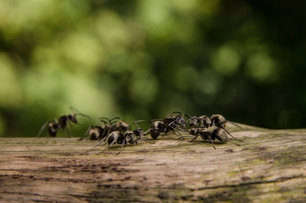 Skruzdėlių naikinimas kepimo milteliais – stambiai priartintos skruzdėlės