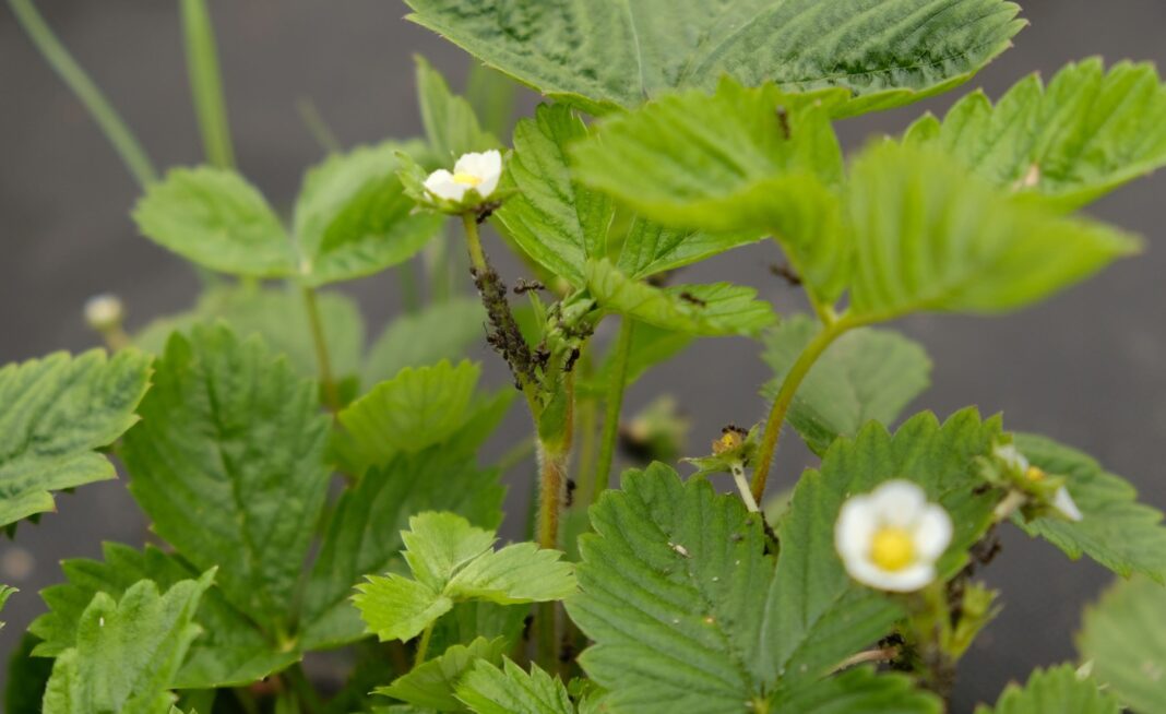 Skruzdės braškėse su amarais ant stiebų ir lapų