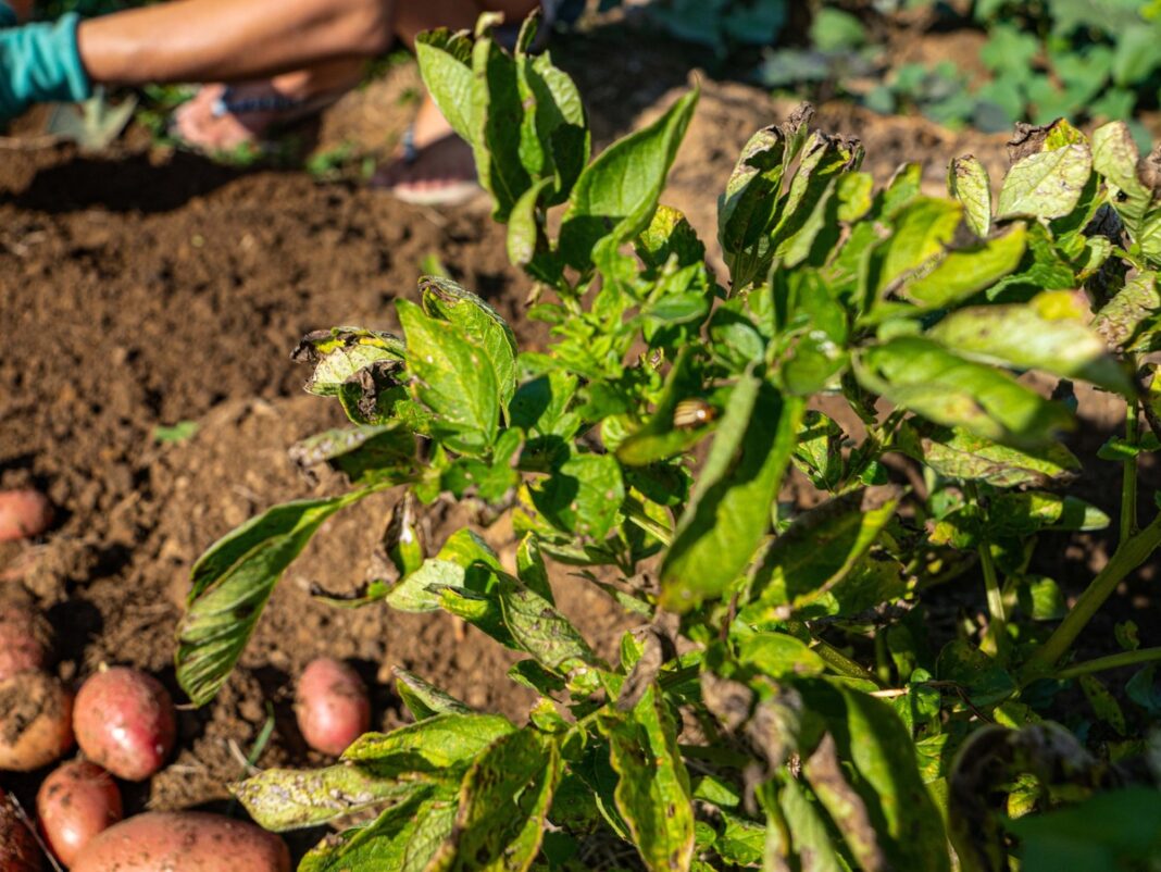 Susisukę ir deformuoti bulvių daigai su matomais viruso požymiais