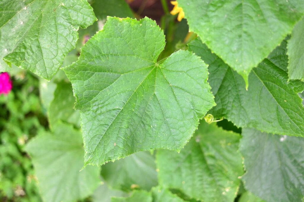 Agurkų lapų ligos – sveiko augalo lapai be požymių