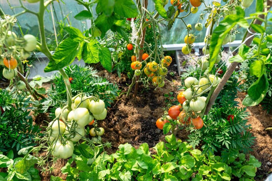 Svogūnų lukštų užpilas daržui pomidorai šiltnamyje tarp medetkų