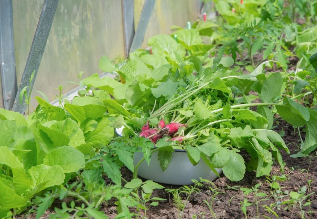Svogūnų lukštų užpilas daržui šviežios salotos ir ridikėliai šiltnamyje