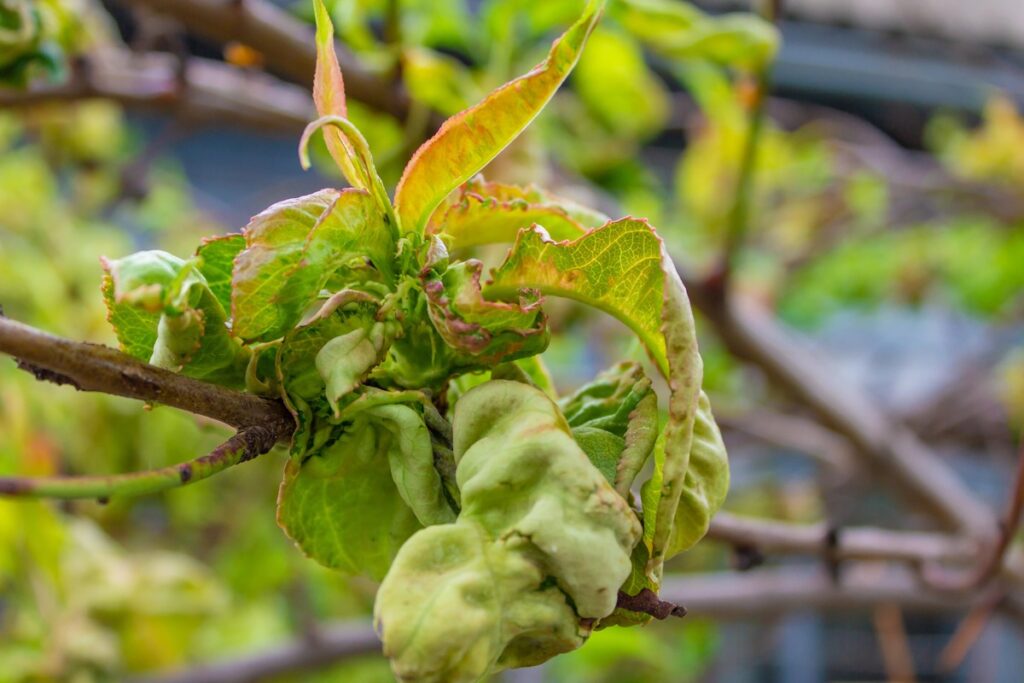 Tafrinozės pažeisti vaismedžio lapai – sustorėję, išgaubti, praradę spalvą