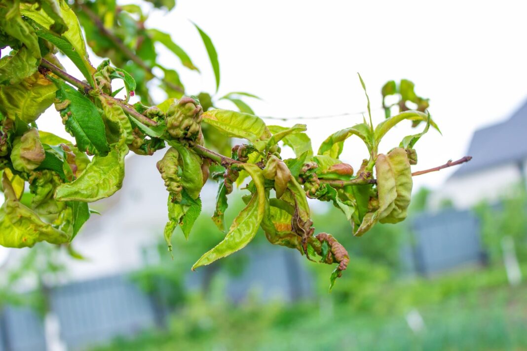 Tafrinozė ant persiko medžio – išsigarbanavę ir deformuoti jauni lapai