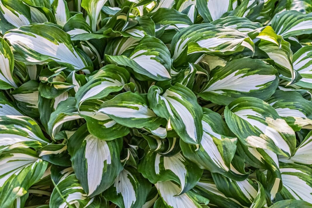 Trąšos melsvėms padeda išlaikyti ryškią lapų spalvą ir tankų augimą