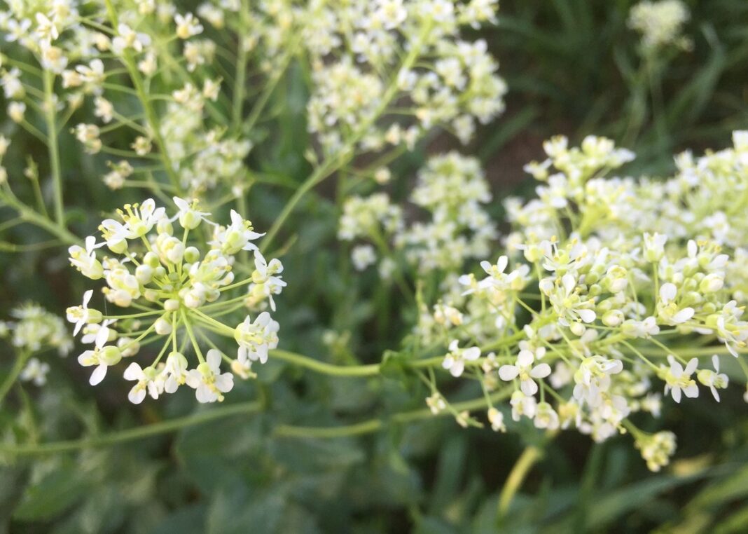 Trikertė žvaginė žarnyno valymui – smulkūs balti žiedai stambiu planu