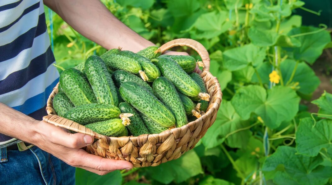 Vištų mėšlo trąša agurkams – rezultatas po sėkmingo tręšimo