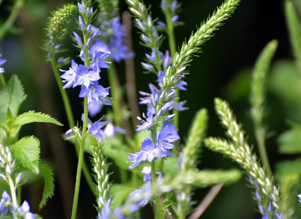 Žolininkų gėrimas akims – veronikos žiedai iš arti