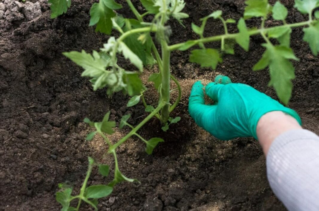Žuvies miltai barstomi prie pomidoro šaknų lysvėje