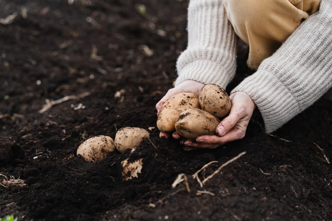 Žuvies trąšos bulvėms – šviežiai iškastos bulvės purioje dirvoje