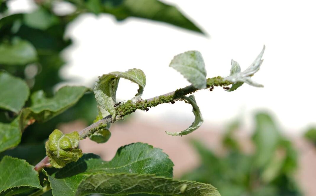 Amarai ant obels – masinė kolonija susitelkusi ant jaunų ūglių ir deformuotų lapų.