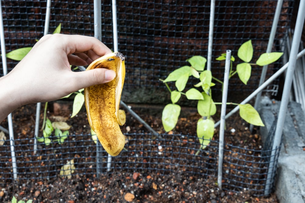 Bananų žievių užpilas agurkams – ranka laiko banano žievę trąšai ruošti.